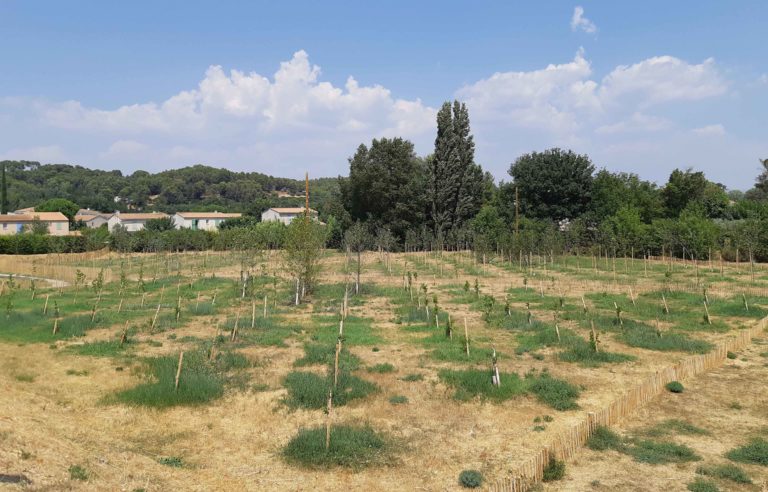 400 arbres aux essences différentes ont été plantés à Aix-les-MIlles. Le but : identifier celles qui génèrent de l'ozone sous l'effet du rayonnement solaire. Photo Pierre Sicard