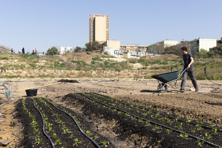 Autrefois terre agricole, Marseille compte à ce jour une dizaine de fermes maraîchères.