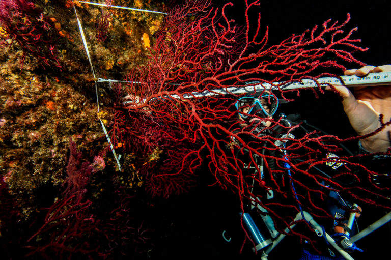 Dans le Parc national des Calanques, ce sont en moyenne 44% des colonies de corail rouge et 69% des colonies de gorgones rouges recensées qui ont été touchées par la vague de chaleur de 2002.